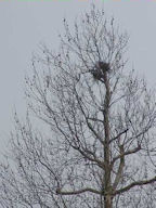 winter boom verlaten nest